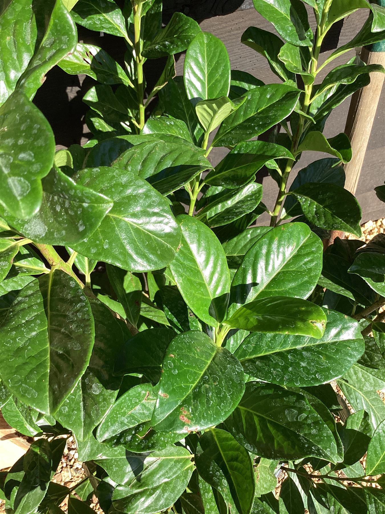 Cherry Laurel ‘Novita’ - 180-190cm, 20lt