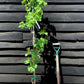 Grape Vine | Vitis Vinifera 'Superior' - Cane - 5lt