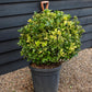 Euonymus japonicus 'Aureus' | Japanese spindle 'Aurea' - Ball - Height 60cm - 30lt