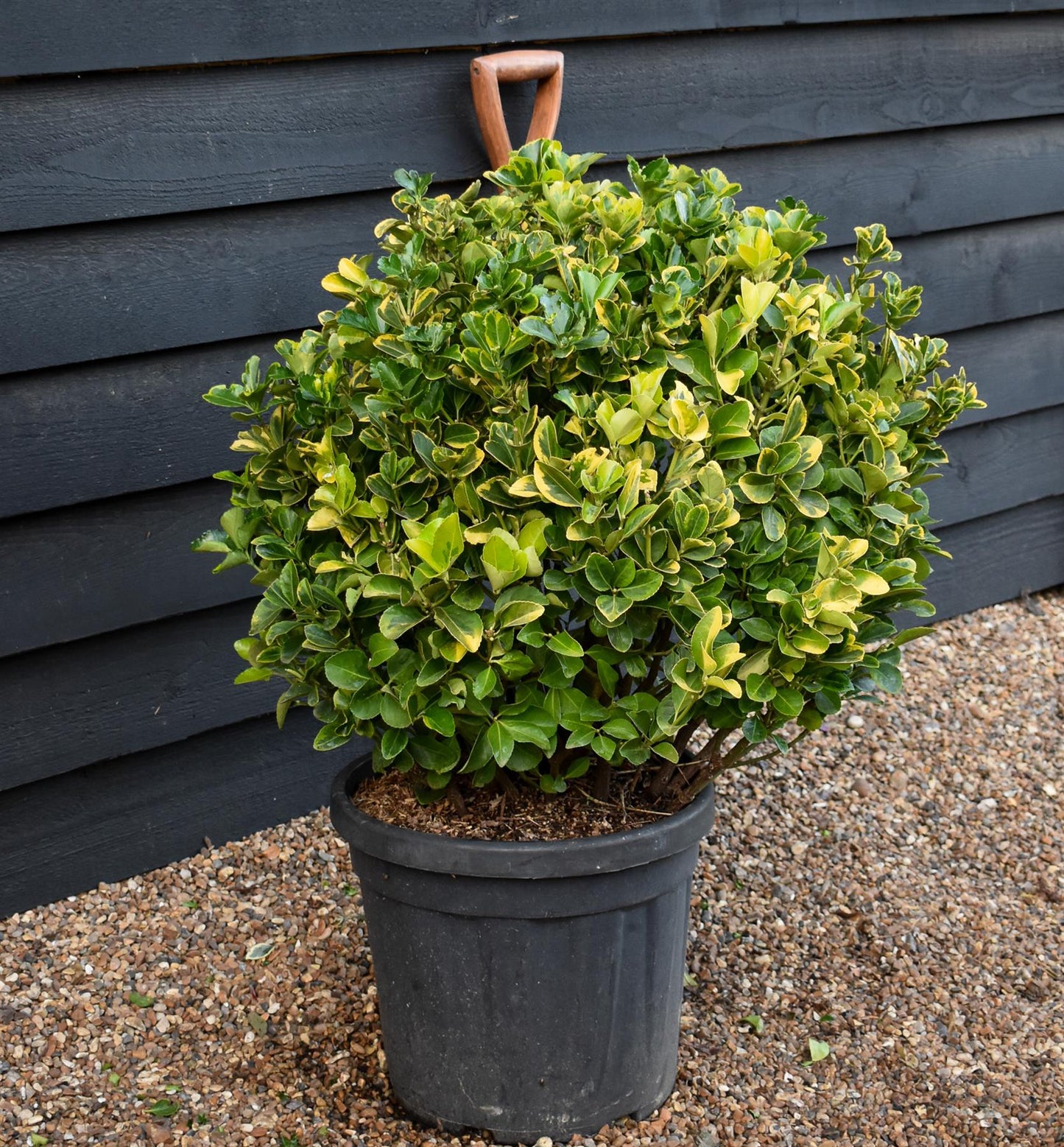 Euonymus japonicus 'Aureus' | Japanese spindle 'Aurea' - Ball - Height 60cm - 30lt