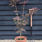 Acer palmatum 'Shirazz' | Japanese Maple - Bushy - 110-140cm - 15lt