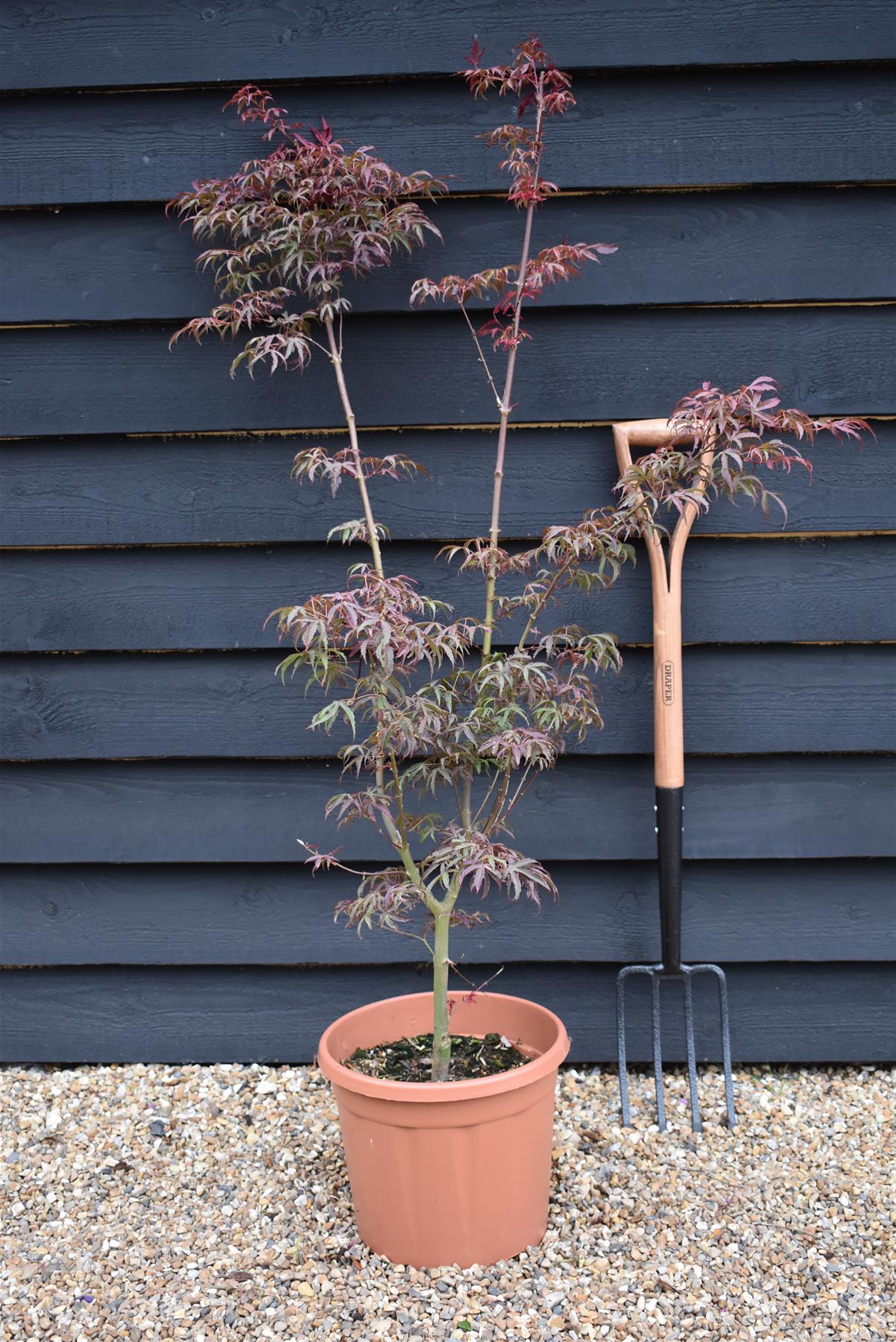 Acer palmatum 'Shirazz' | Japanese Maple - Bushy - 110-140cm - 15lt