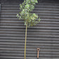 Malus 'John Downie' - Clear Stem - Standard - Girth 10-12cm - Height 310-330cm - 70lt