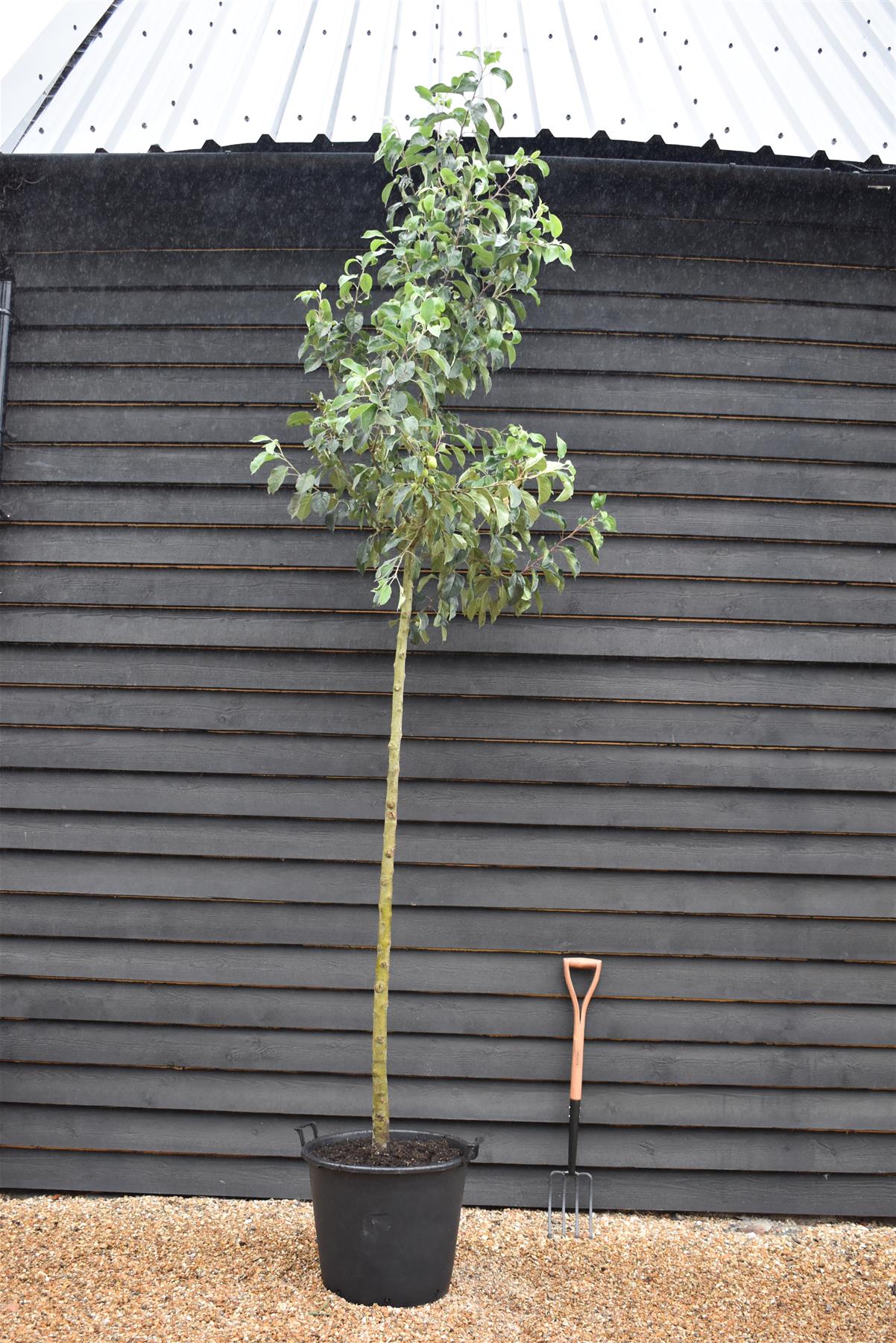 Malus 'John Downie' - Clear Stem - Standard - Girth 10-12cm - Height 310-330cm - 70lt