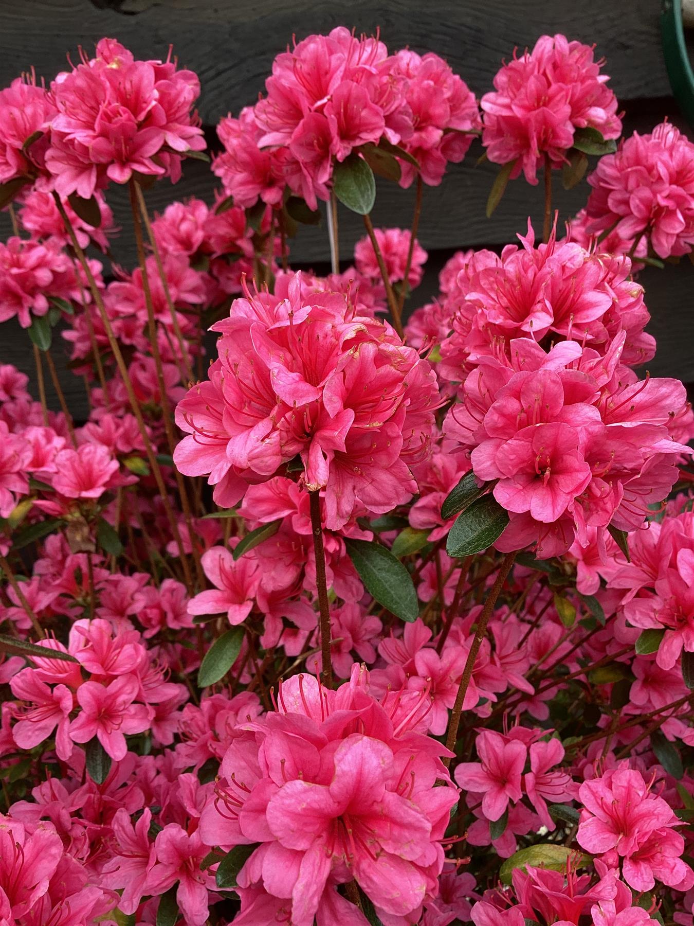 Azalea Japonica Silvester | Rhododendron Silvester  - 70-80cm, 15lt