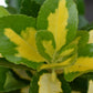 Euonymous Japonica Gold Queen - 60-70cm, 20lt