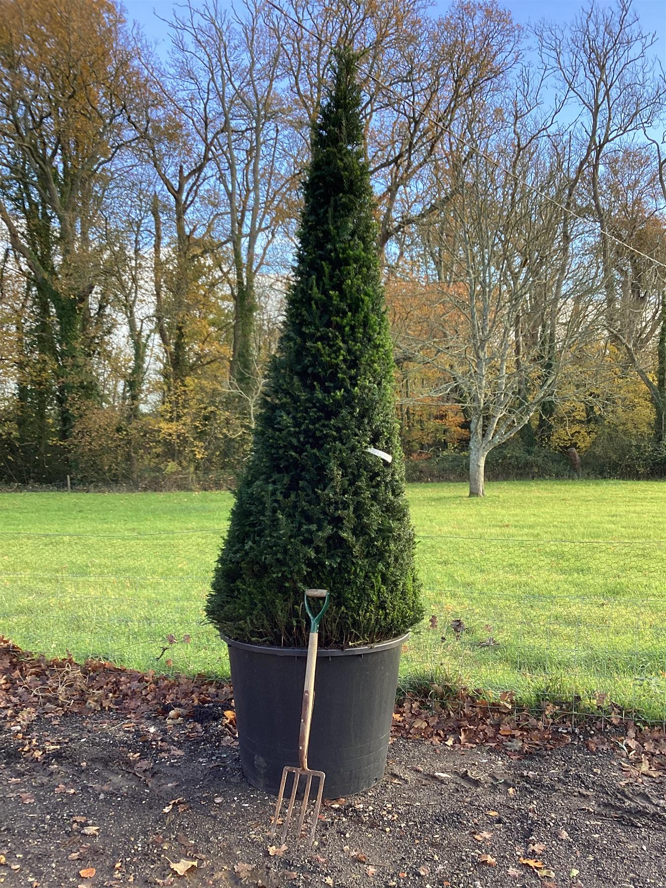 Taxus baccata | Common Yew - Cone - 280-300cm, 350lt