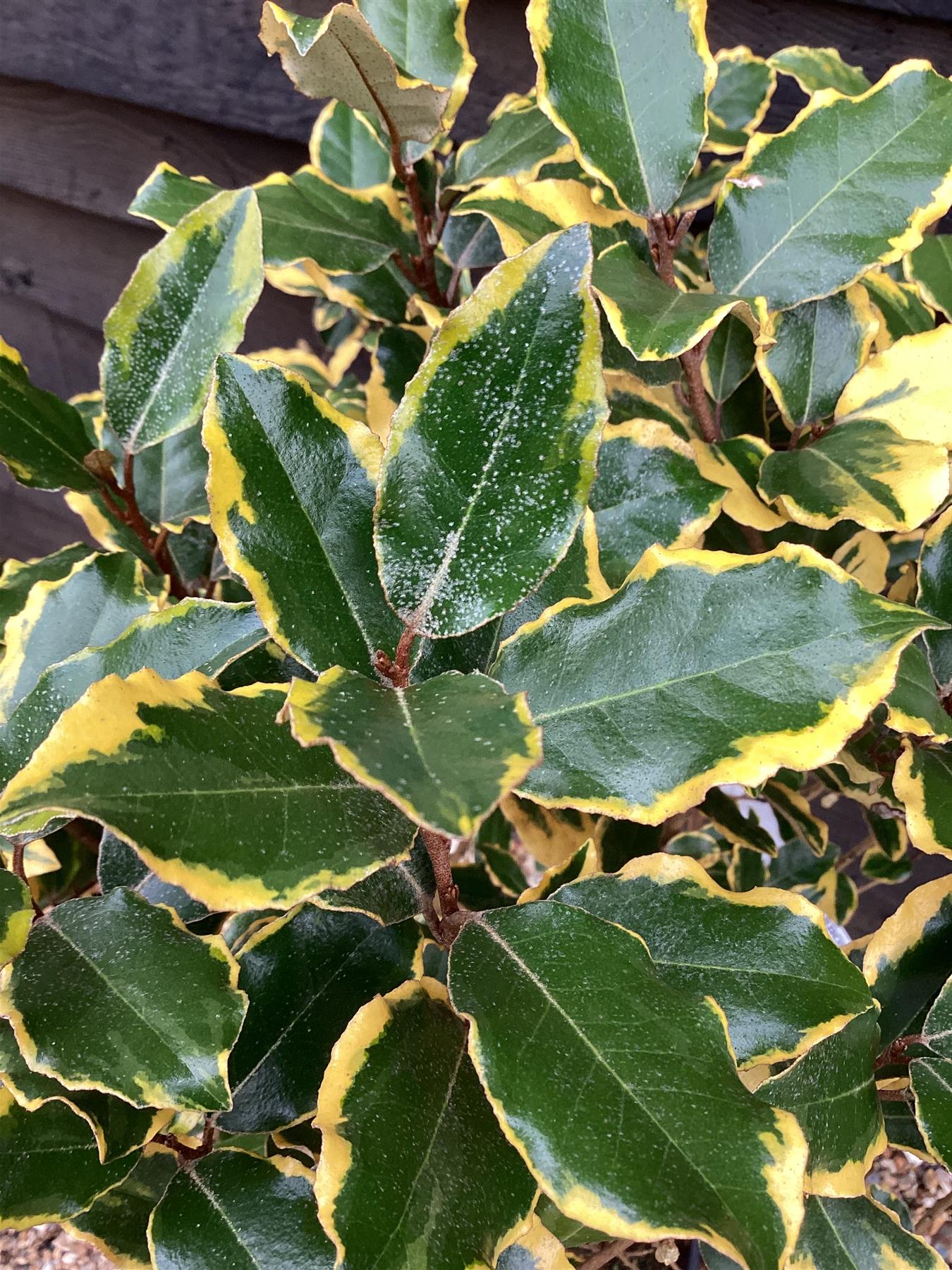 Elaeagnus 'Viveleg' Oleaster - 60-80cm, 10lt