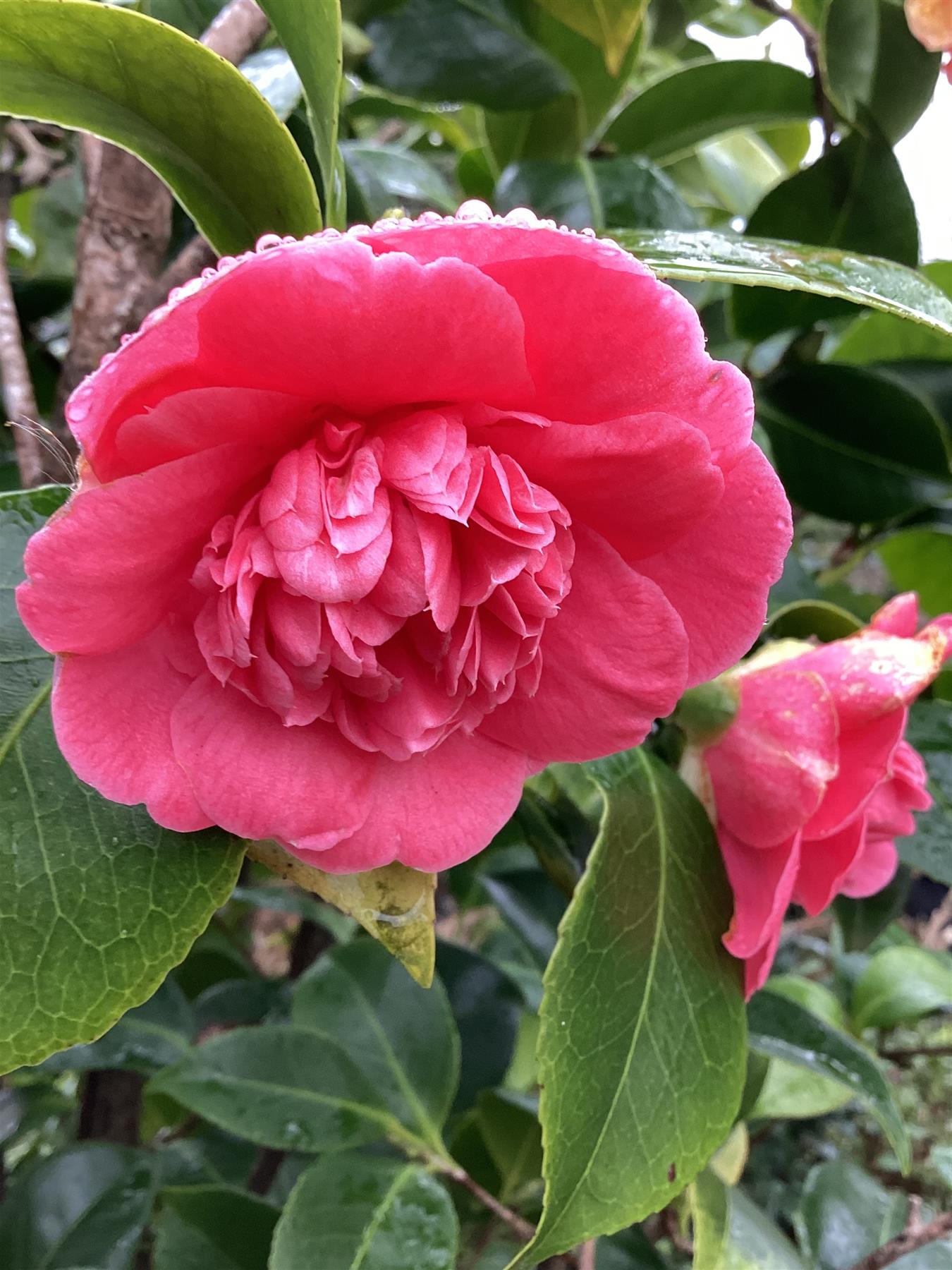 Camellia japonica | Common Camellia - 150-200cm, 110lt