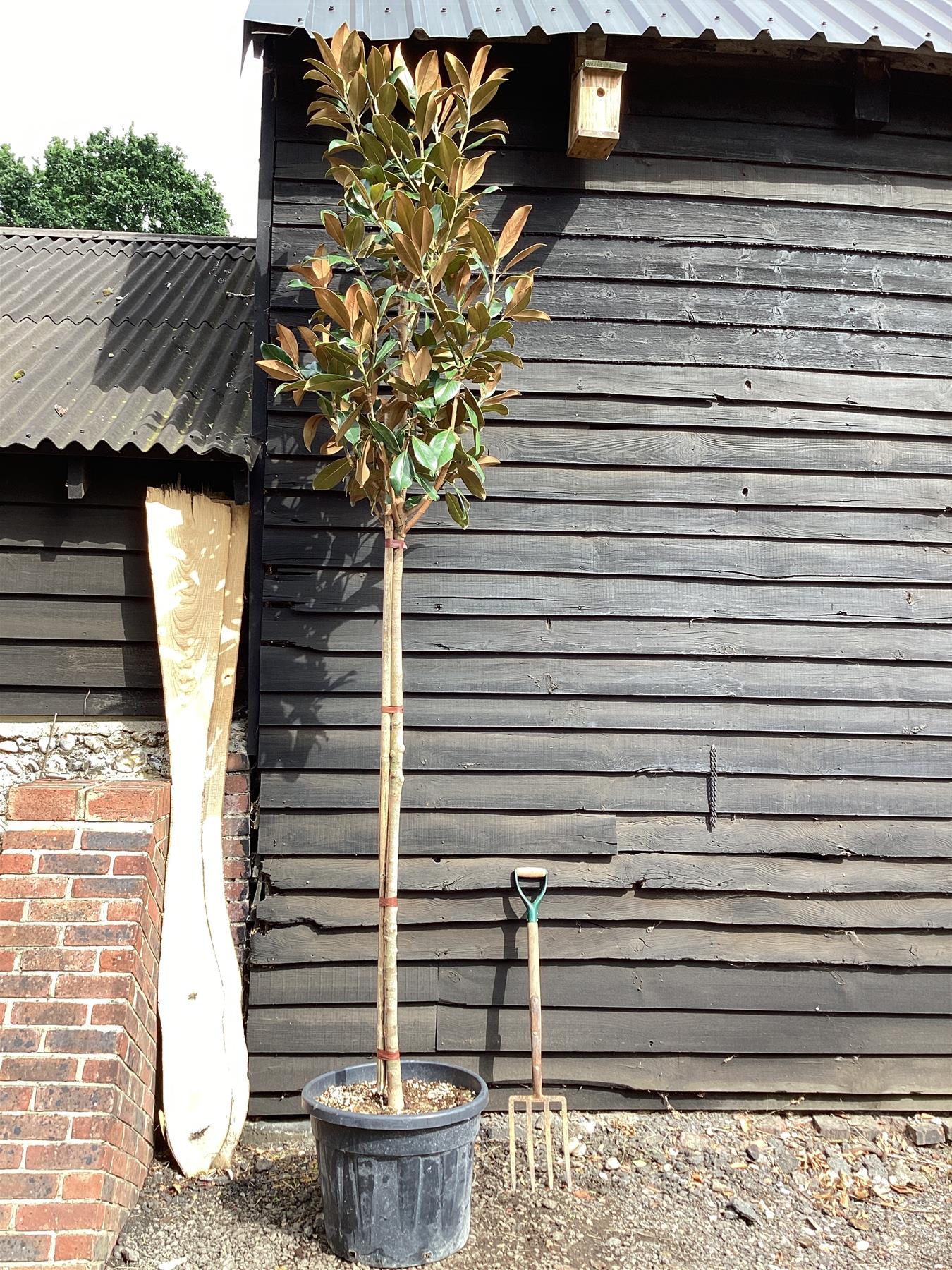 Magnolia Grandiflora 'Galissonniere' | Southern Magnolia 'Galissonniere' - 320-350cm, 70lt