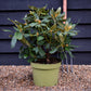 Rhododendron 'Double Dots' - Shrub - Height 50-70cm - 10lt