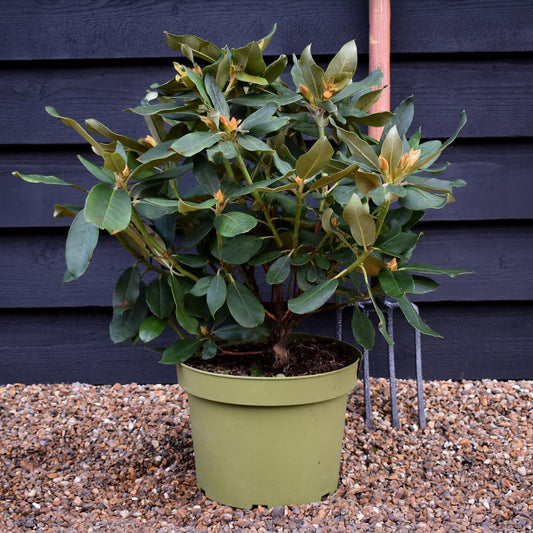 Rhododendron 'Double Dots' - Shrub - Height 50-70cm - 10lt