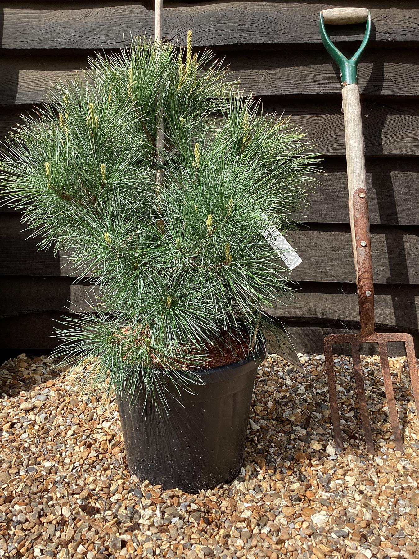 Pinus monticola 'Ammerland' | Western White Pine - Height 50cm - Width 50cm - 15lt