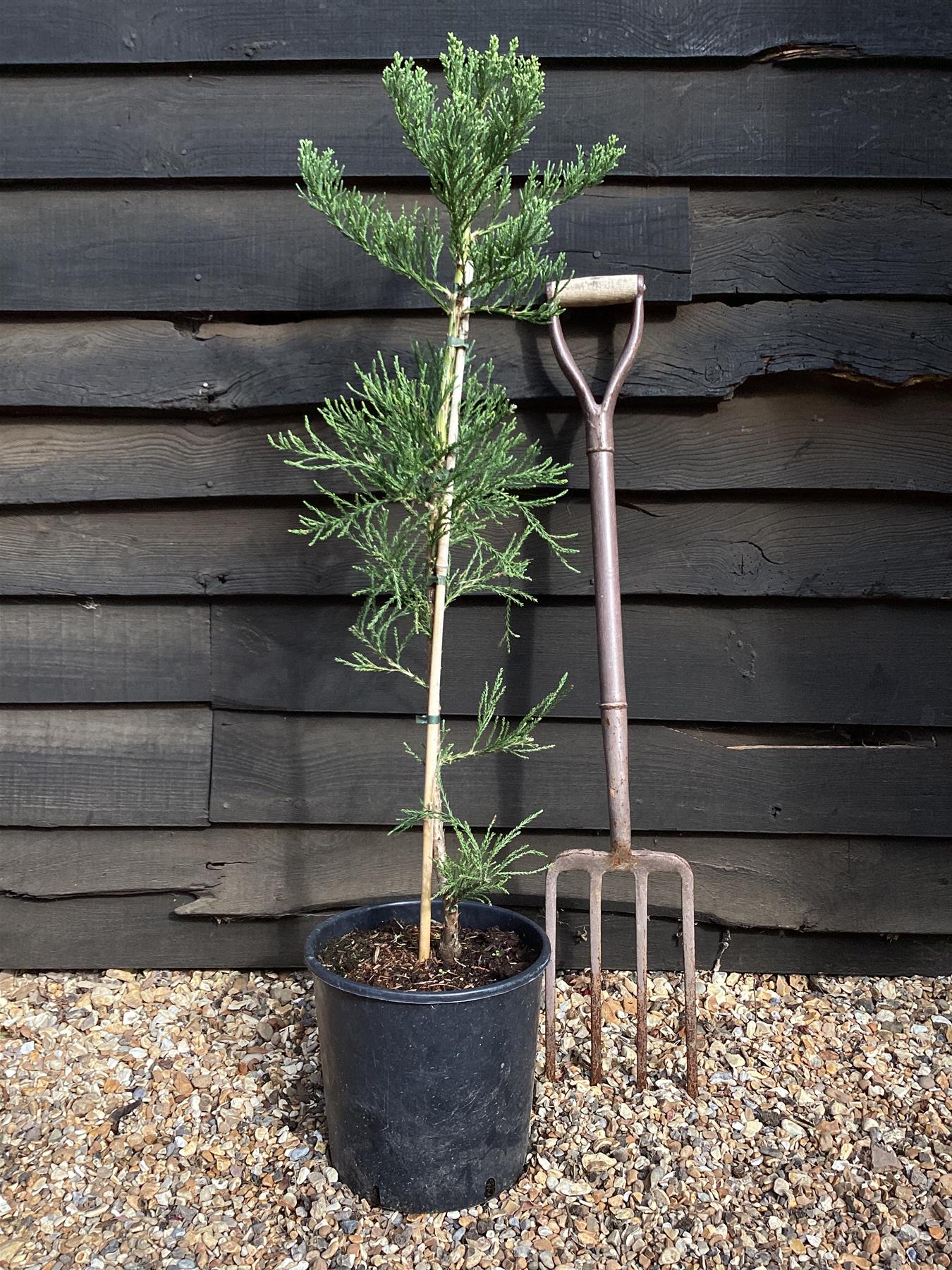 Sequoiadendron giganteum | giant redwood |  Sequoia | - Height 90cm - Width 80-90cm - 12lt