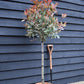 Photinia x fraseri 'Pink Marble' - Half Standard - Clear stem 100cm - Heigh 150-160cm - 18lt