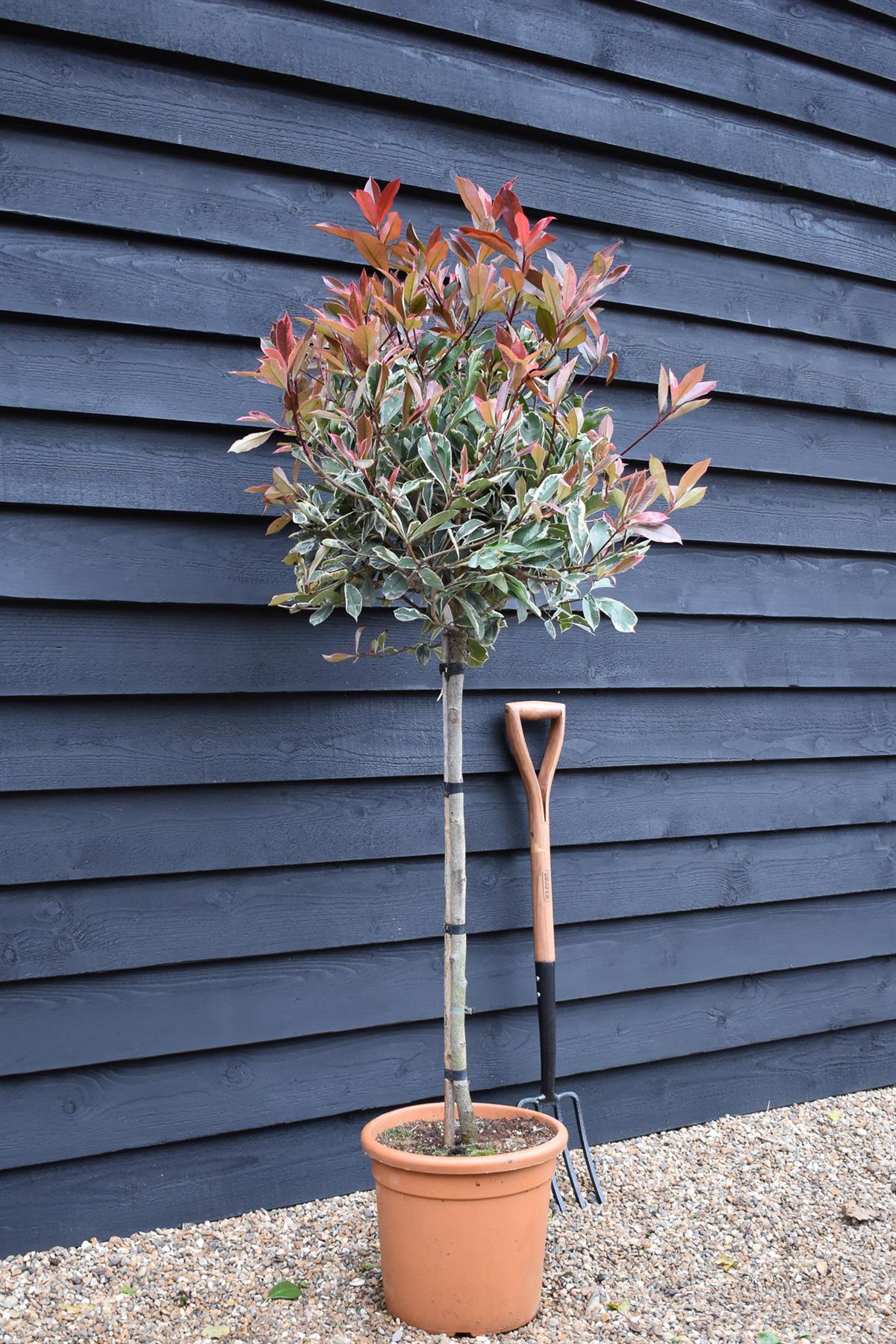 Photinia x fraseri 'Pink Marble' - Half Standard - Clear stem 100cm - Heigh 150-160cm - 18lt