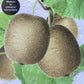 Actinidia chinensis | Kiwi Fruit Tree - 150-180cm, 25lt