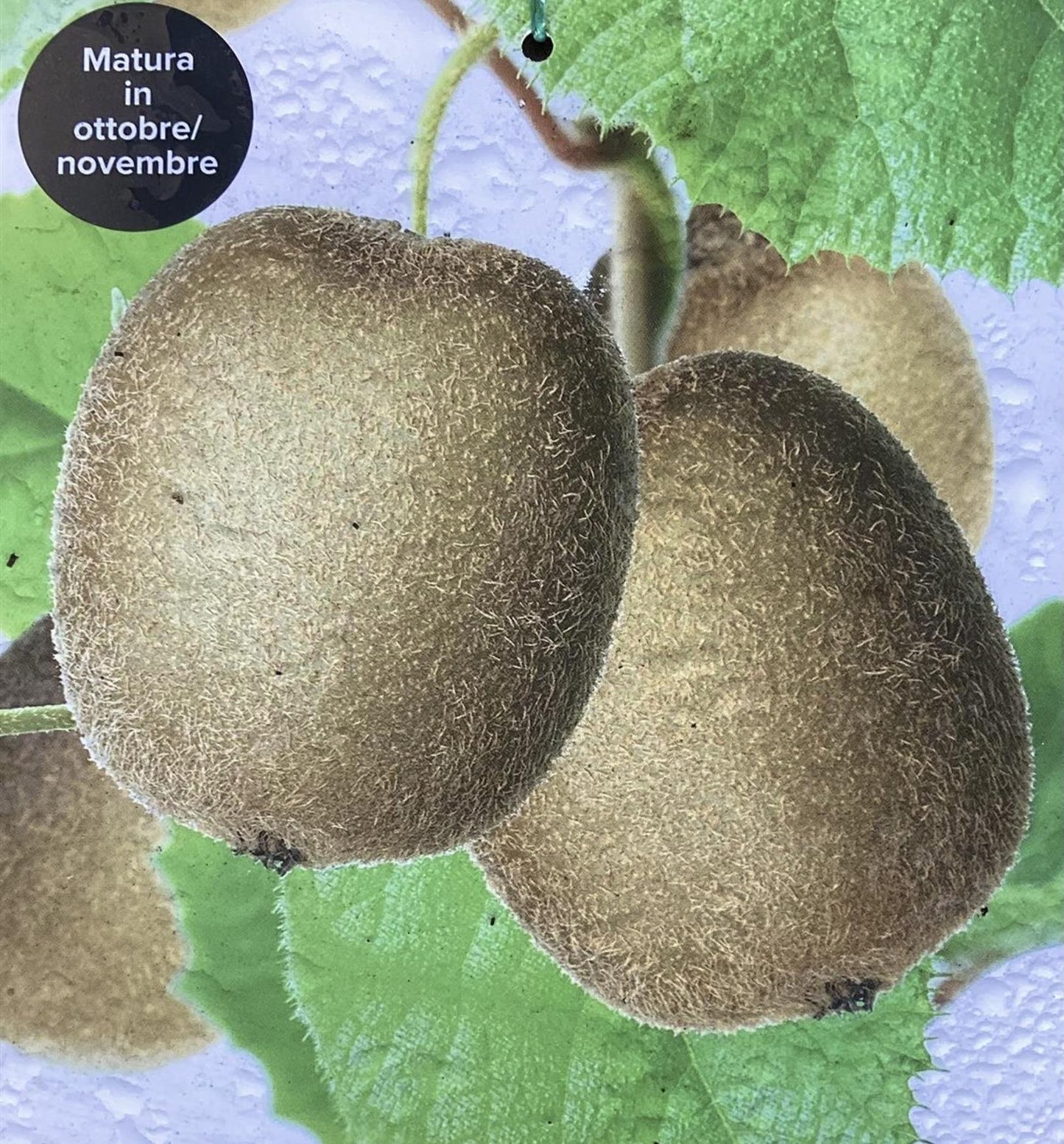 Actinidia chinensis | Kiwi Fruit Tree - 150-180cm, 25lt