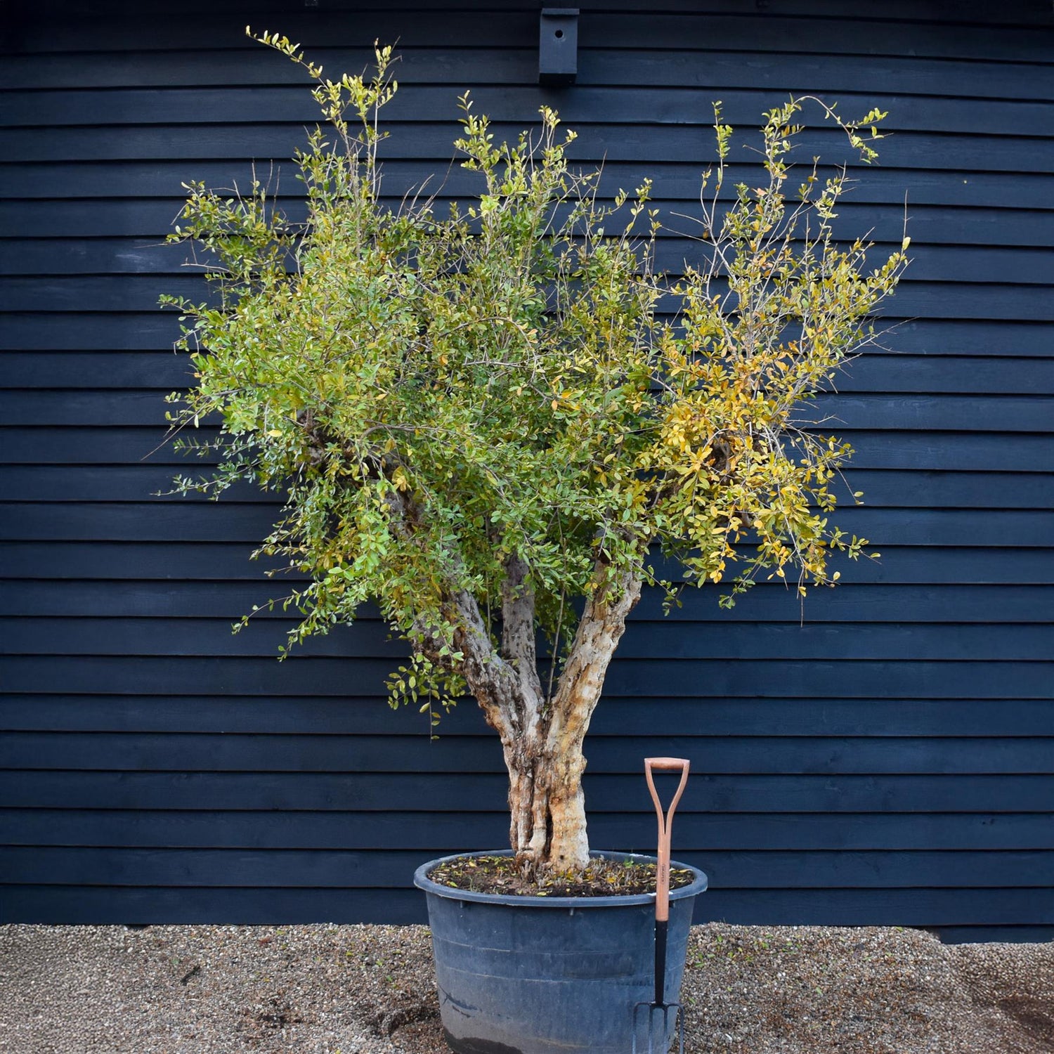 Pomegranate | Punica granatum - Mature Specimen - 3 Branches - Height 240-280cm - 350lt