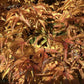 Acer palmatum 'Crispifolium'  (Shishi Gashira Maple) - Height 100-110cm - 20lt