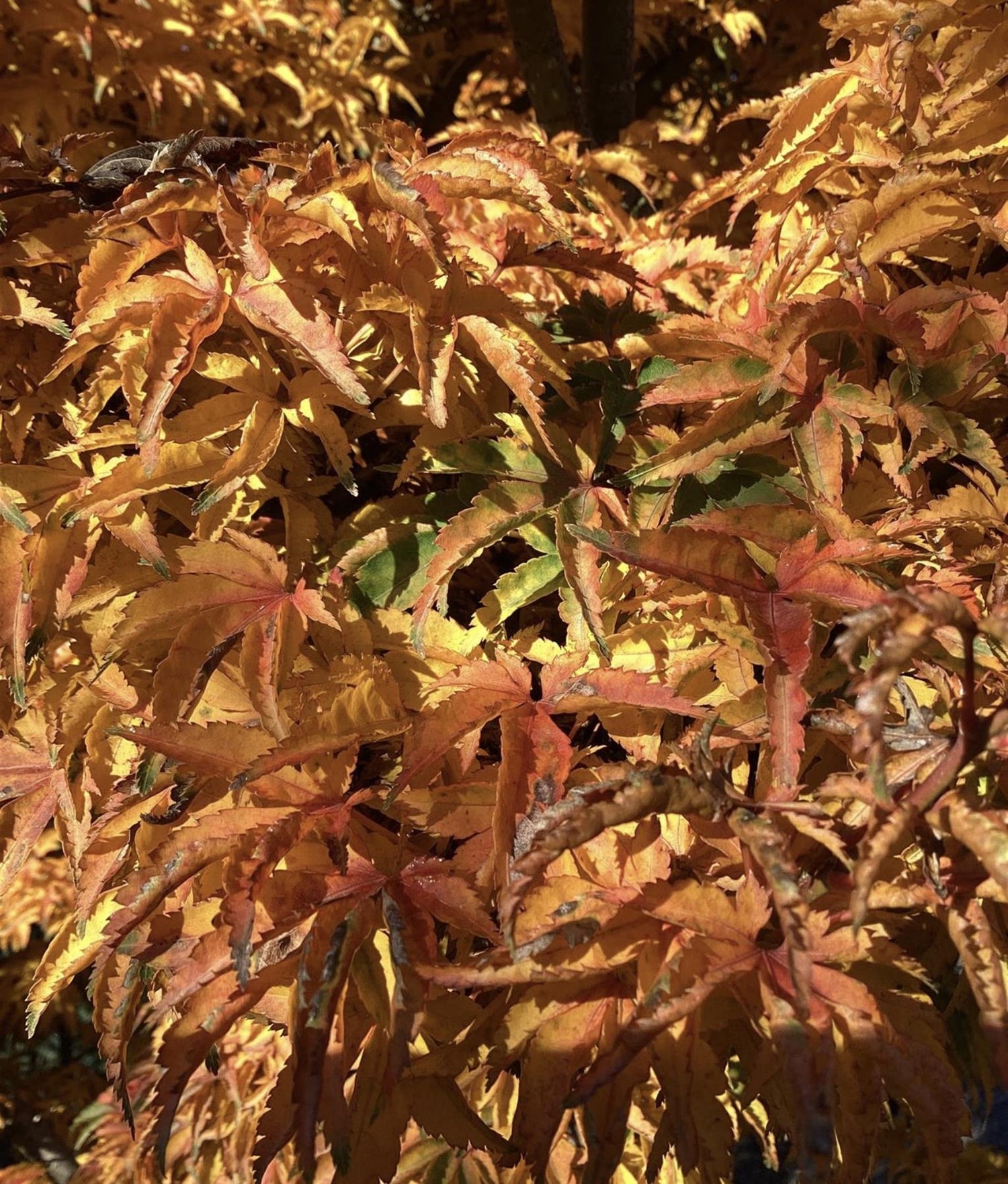 Acer palmatum 'Crispifolium'  (Shishi Gashira Maple) - Height 100-110cm - 20lt