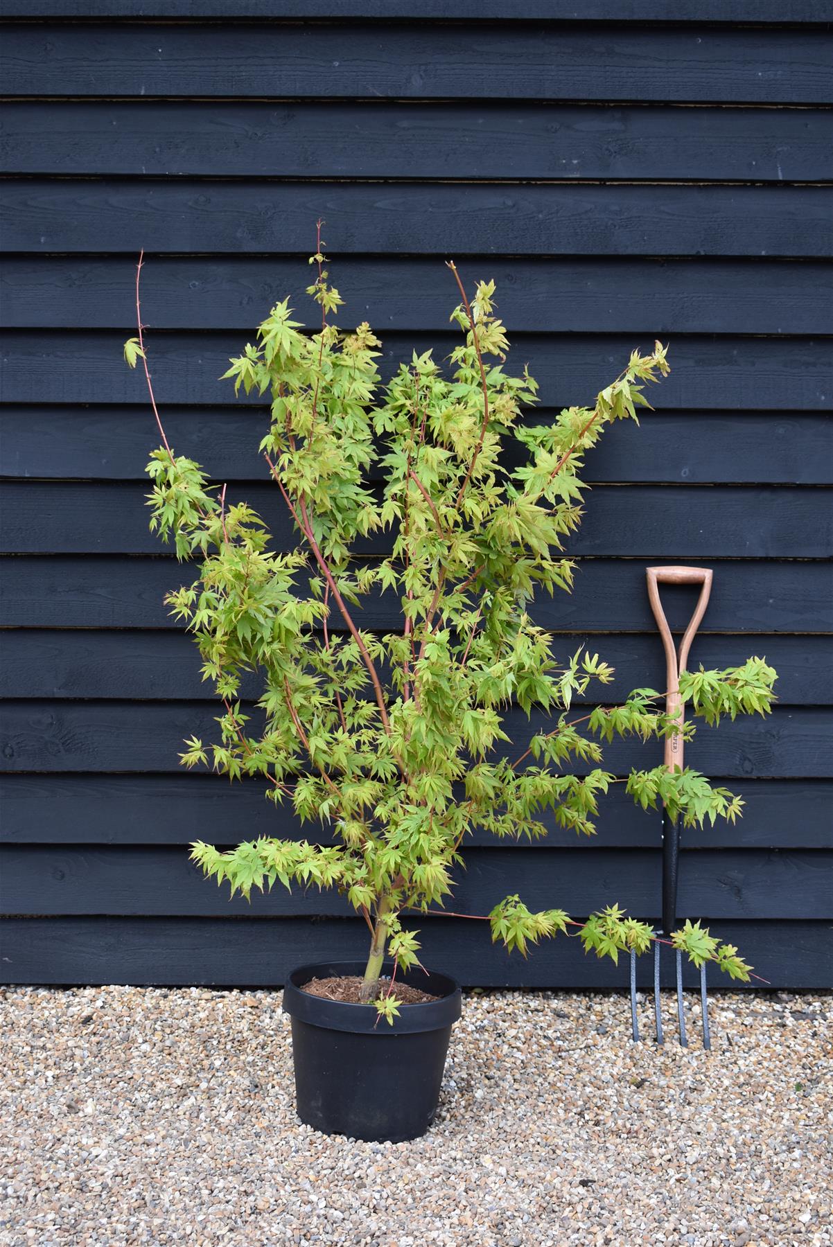 Acer palmatum 'Sango-kaku' | Red Bark Maple - 130-140cm - 15lt