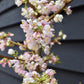 Prunus Nerasifera Pissardii Nigra | Black Cherry Plum - 250-280cm, 10lt