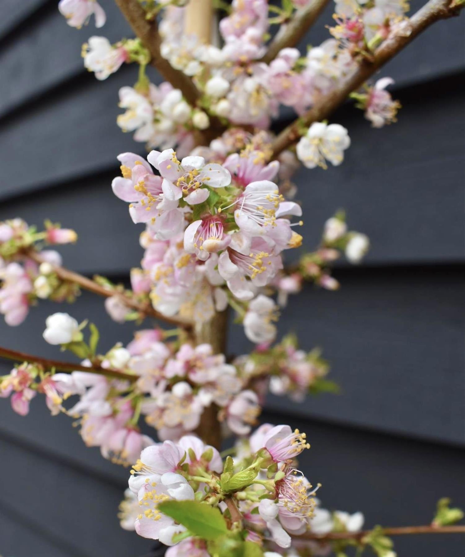 Prunus Nerasifera Pissardii Nigra | Black Cherry Plum - 250-280cm, 10lt