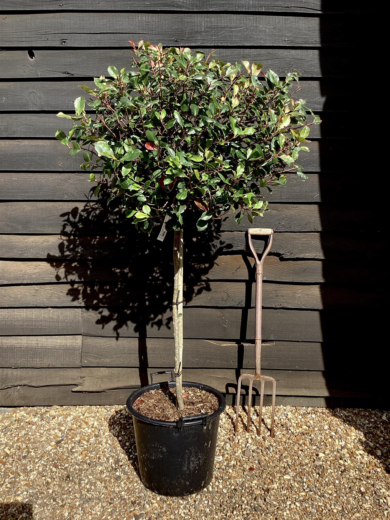 Photinia 'Atropurpurea Nana' | Japanese barberry 'Atropurpurea Nana' 1/2 std - 120-130cm, 30lt