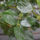 Crataegus Persimilis 'Prunifolia' | Broad-leaved Cockspur Thorn - Clear Stem - Standard - Girth 8-10cm - Height 370-400cm - 70lt