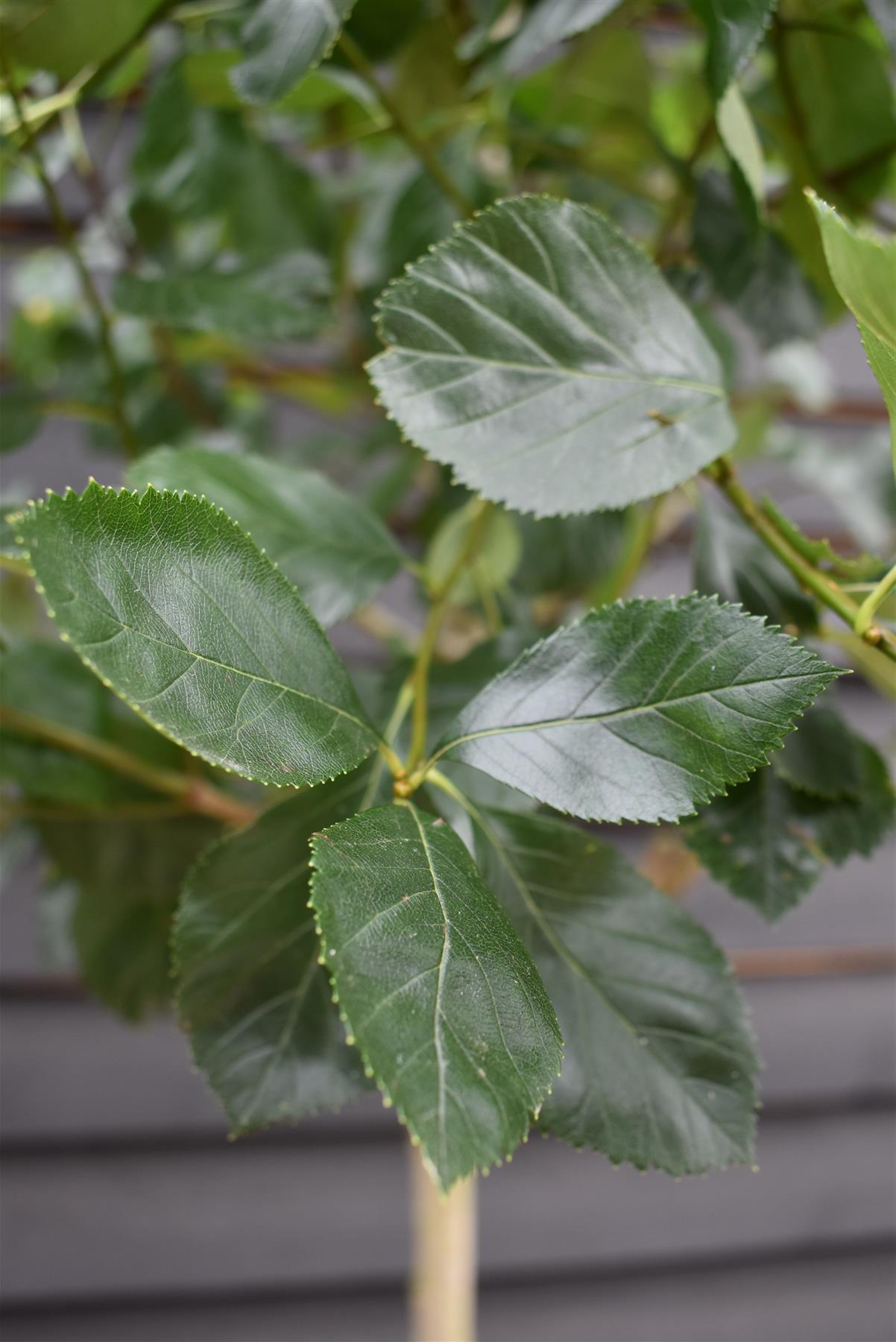 Crataegus Persimilis 'Prunifolia' | Broad-leaved Cockspur Thorn - Clear Stem - Standard - Girth 8-10cm - Height 370-400cm - 70lt