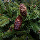 Picea abies Pusch | Norway spruce 'Pusch' - Height 10-20cm - Width 40-50cm - 12lt