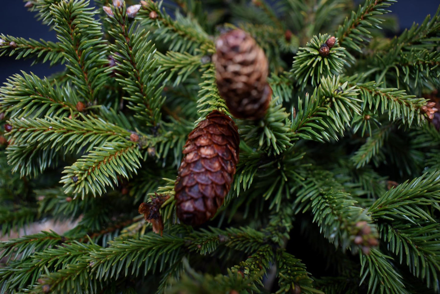 Picea abies Pusch | Norway spruce 'Pusch' - Height 10-20cm - Width 40-50cm - 12lt