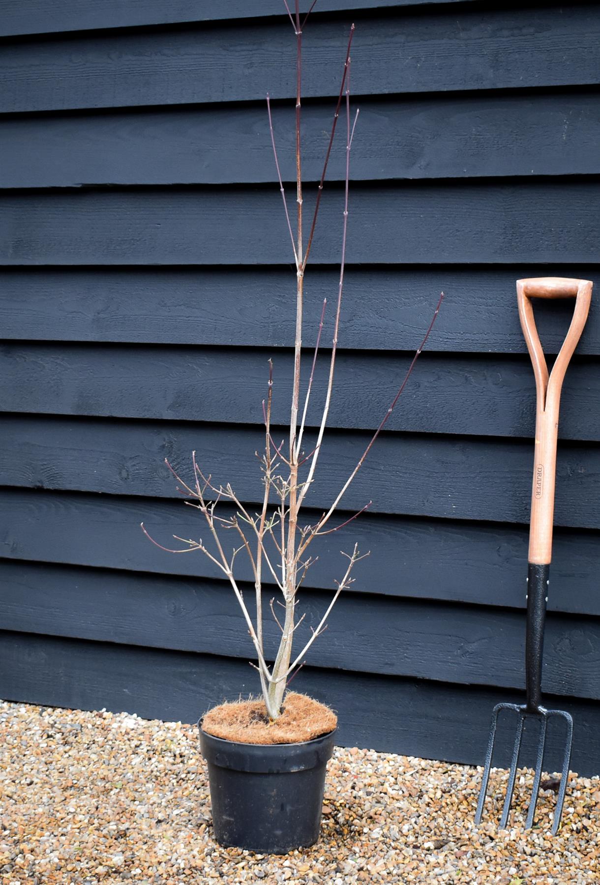 Cornus Rutgersensis Stellar Pink | Stellar Pink Dogwood - 120-150cm - 7lt