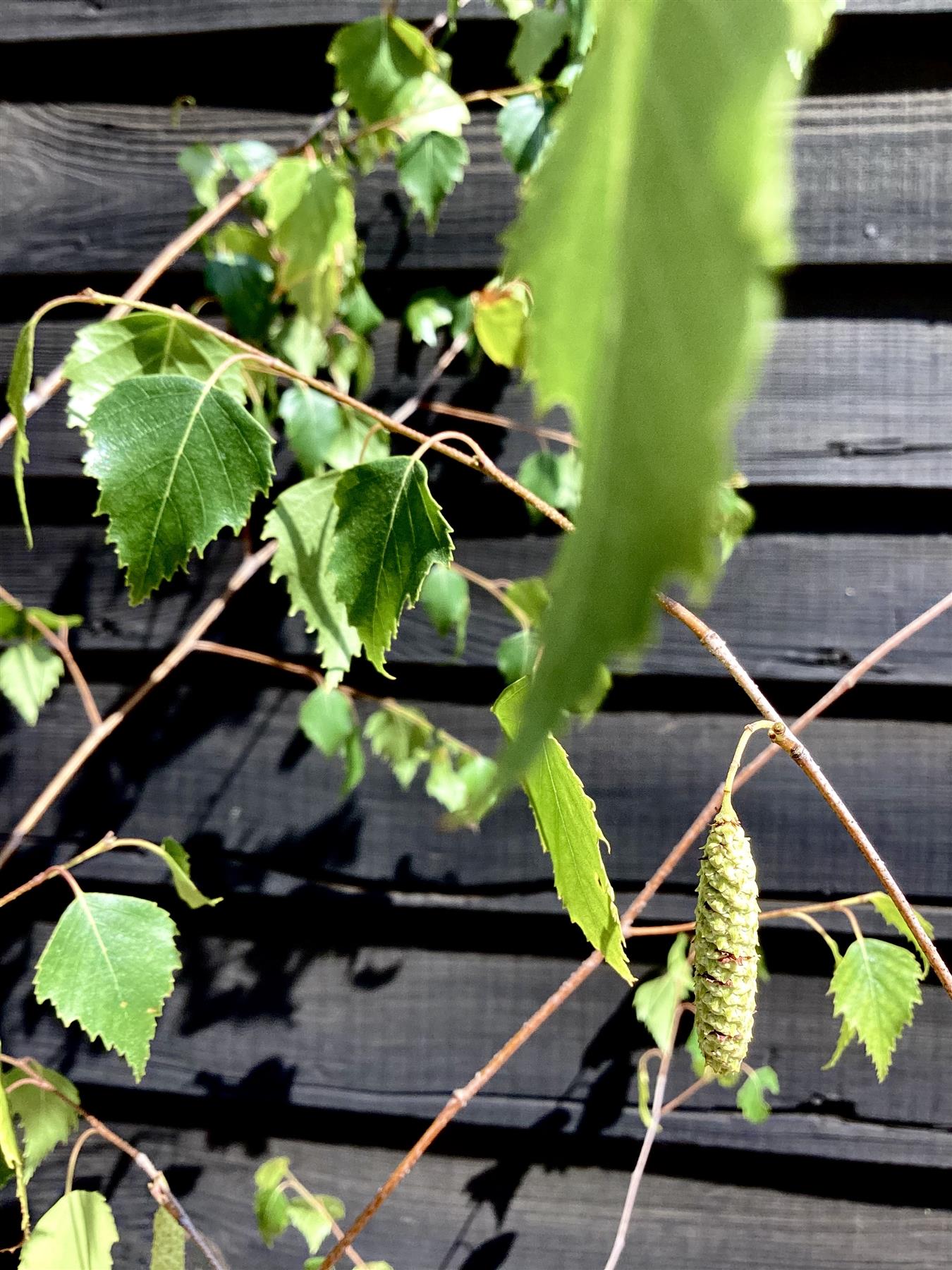 Betula Pendula | European White Birch - Height 260-280cm - 12lt