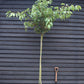 Prunus 'Kanzan' Standard | Cherry ‘Kanzan’ - Clear Stem - Standard - Girth 8-10cm - Height 290-310cm - 70lt