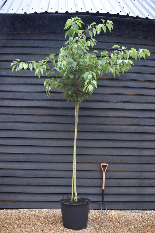 Prunus 'Kanzan' Standard | Cherry ‘Kanzan’ - Clear Stem - Standard - Girth 8-10cm - Height 290-310cm - 70lt