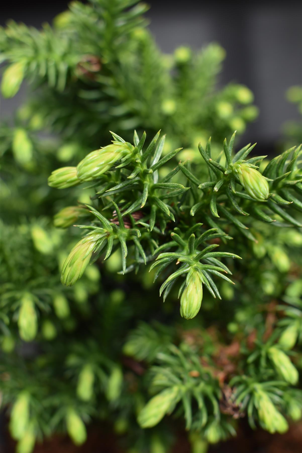 Cryptomeria japonica 'Dinger' | Japanese Cedar - Height 20cm - Width 20cm - 5lt