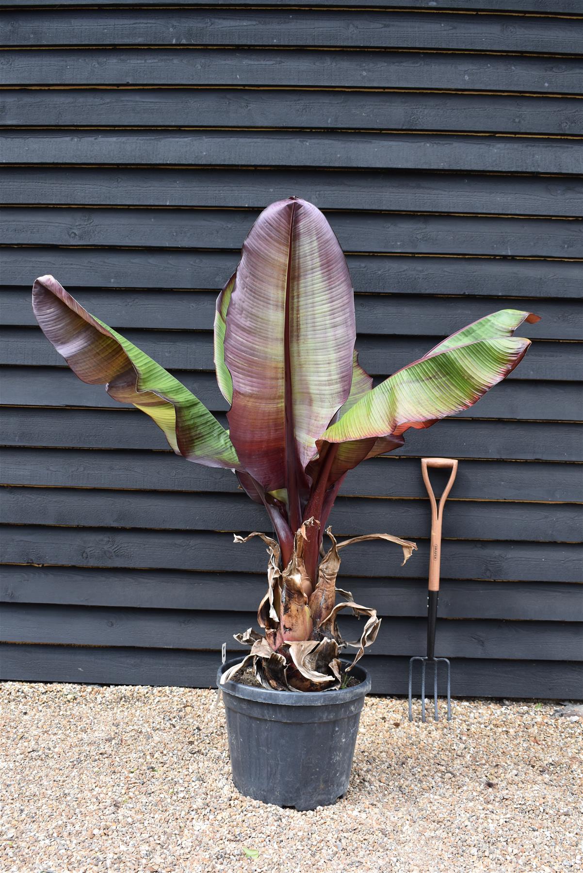 Ensete ventricosum 'Maurelii' | Red Abyssinian banana 110-130cmPalm  - 40lt