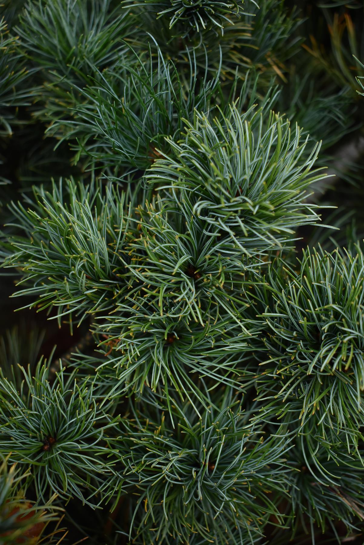 Pinus parviflora 'Fuku-Zu-Mi' | Fukuzumi White Pine - Height 60cm - Width 140cm - 80lt