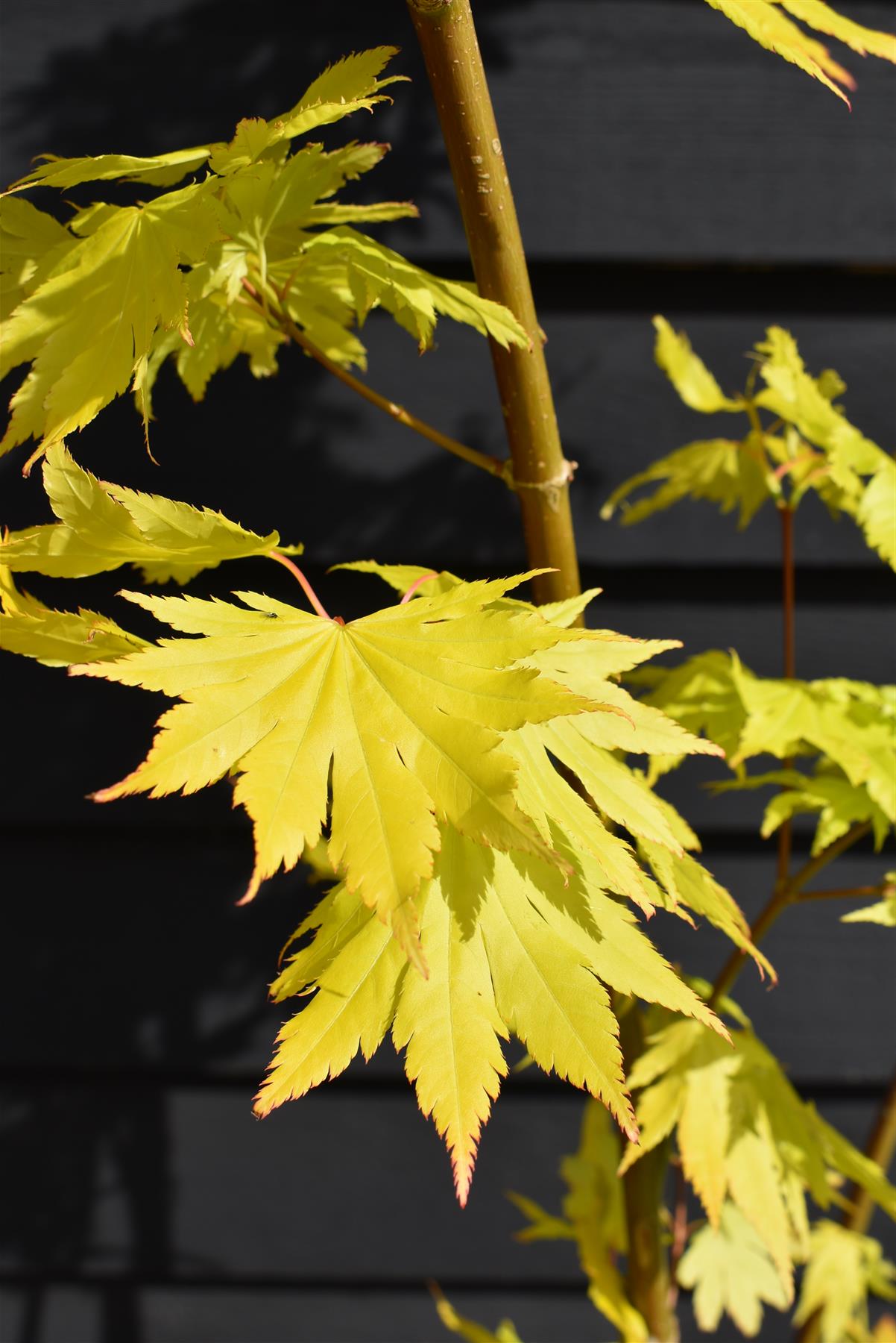 Acer palmatum 'Jordan' | Japanese maple 'Jordan' - Narrow - 160-180cm - 20lt