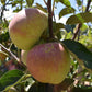 Apple tree 'Kidd's Orange Red' | Malus domestica - MM106 - Semi-Dwarfing - Height 160-170cm - 20lt