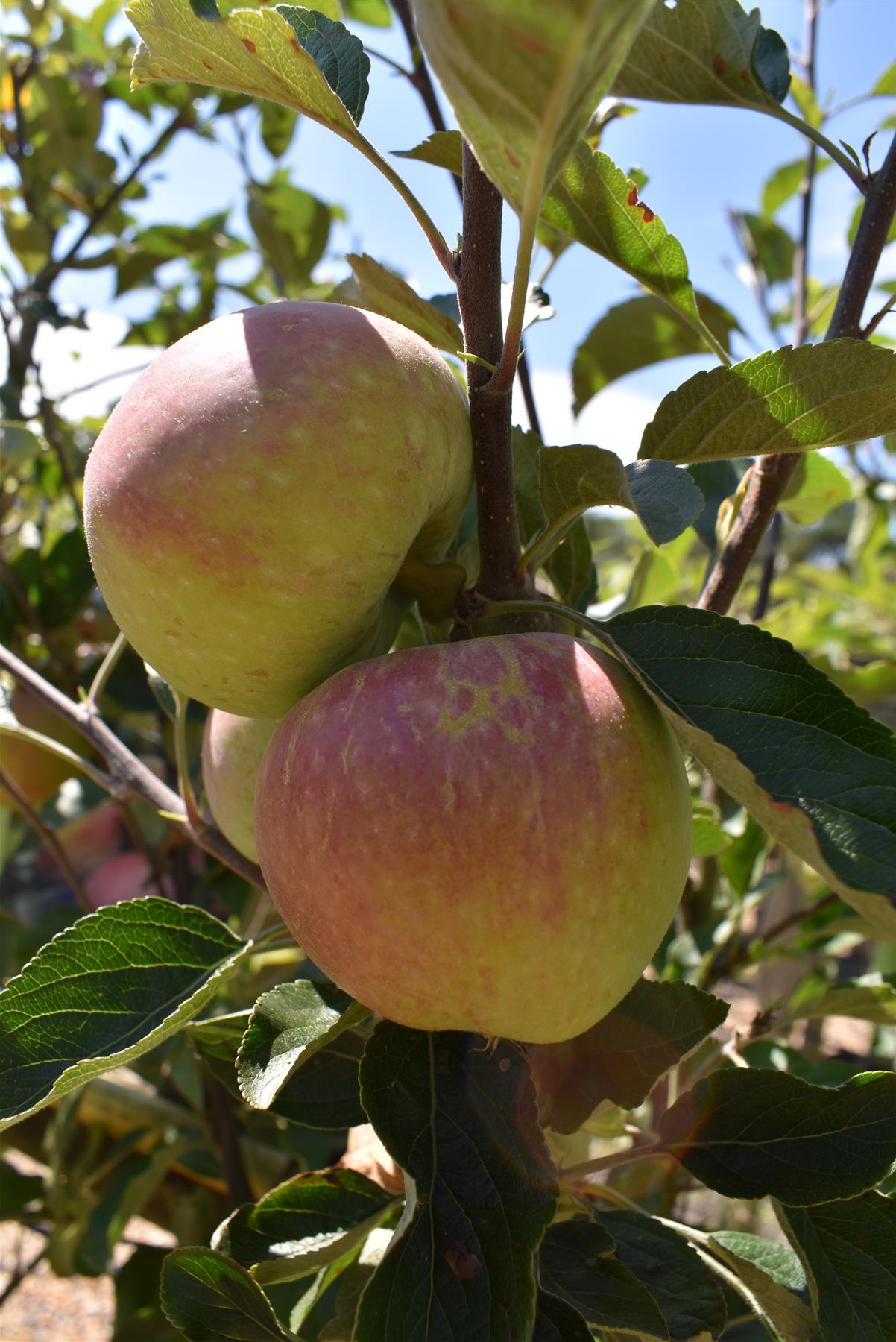 Apple tree 'Kidd's Orange Red' | Malus domestica - MM106 - Semi-Dwarfing - Height 160-170cm - 20lt