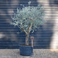 Olive Tree |  Olea Europea - Specimen - Straight triple branch - Trunk Height 70cm - Height 200cm - Girth 50cm - 160lt