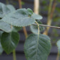 Betula utilis Snow Queen | Himalayan birch 'Doorenbos' - Girth 10-12cm - Height - 380-400cm - 70lt