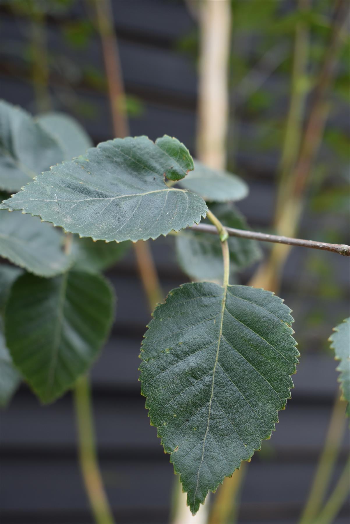 Betula utilis Snow Queen | Himalayan birch 'Doorenbos' - Girth 10-12cm - Height - 380-400cm - 70lt