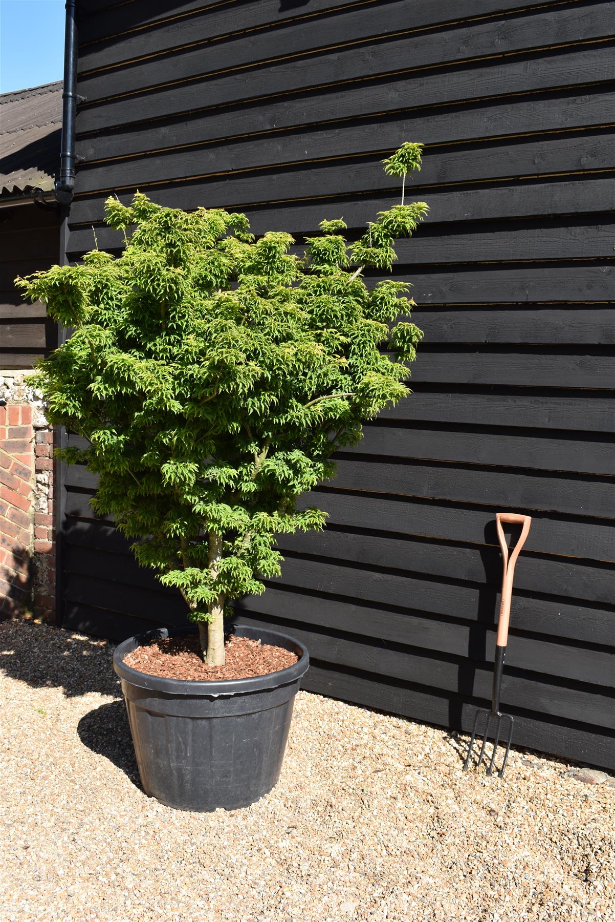 Acer palmatum 'Crispifolium' / 'Shishi-gashira' | Japanese maple Lion's Head - Girth 20cm - 190-200cm - 130lt