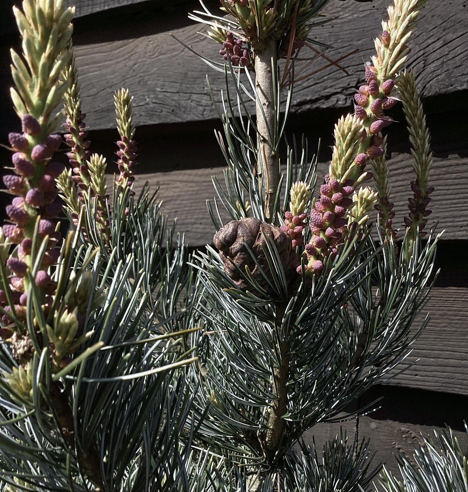 Pinus parviflora 'Ara kawa'| Japanese white pine 'Negishi' - Height - 130cm - 35lt