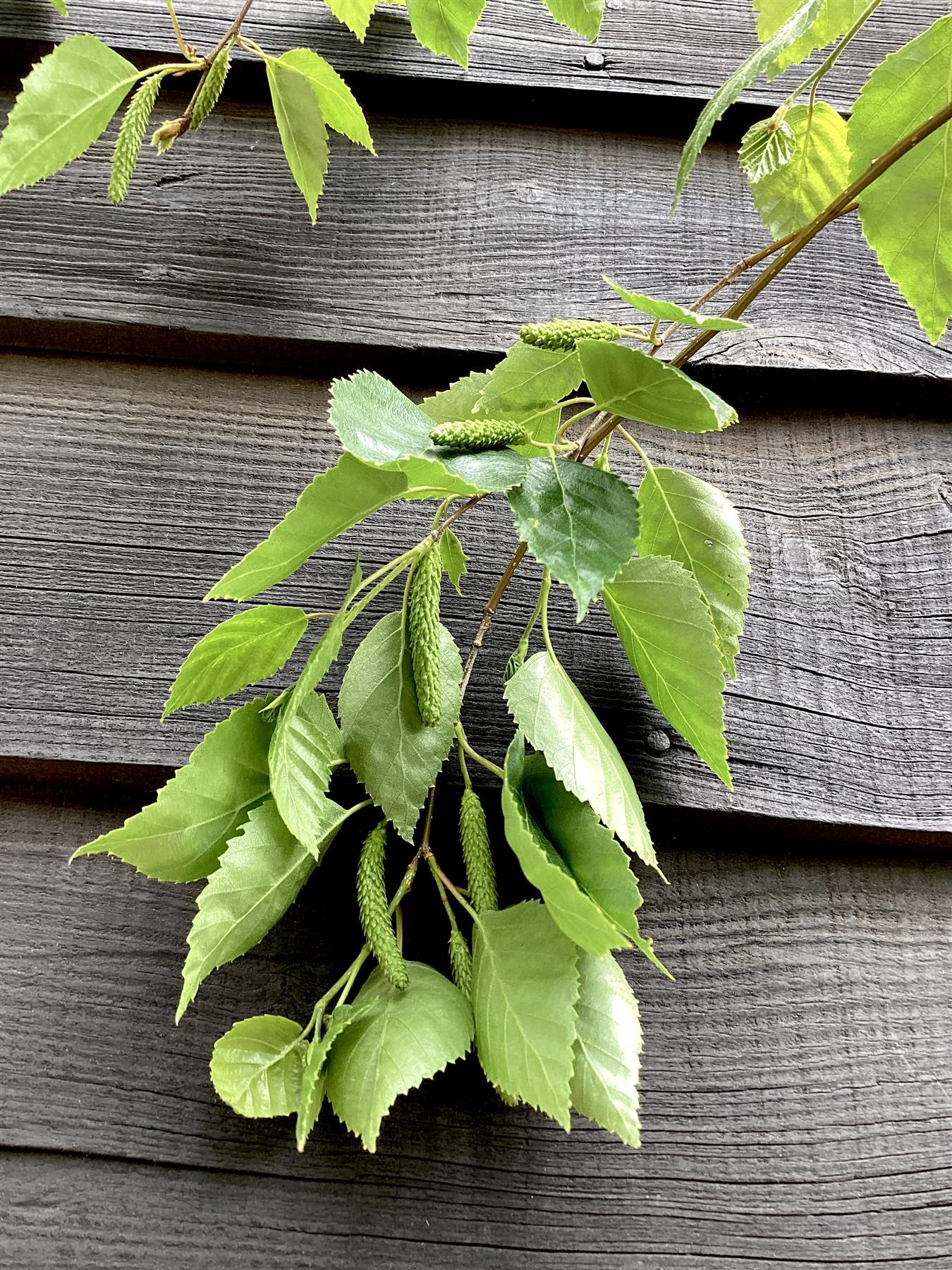 Betula utilis | Himalayan Birch, Multistem, Height 300cm - 70lt