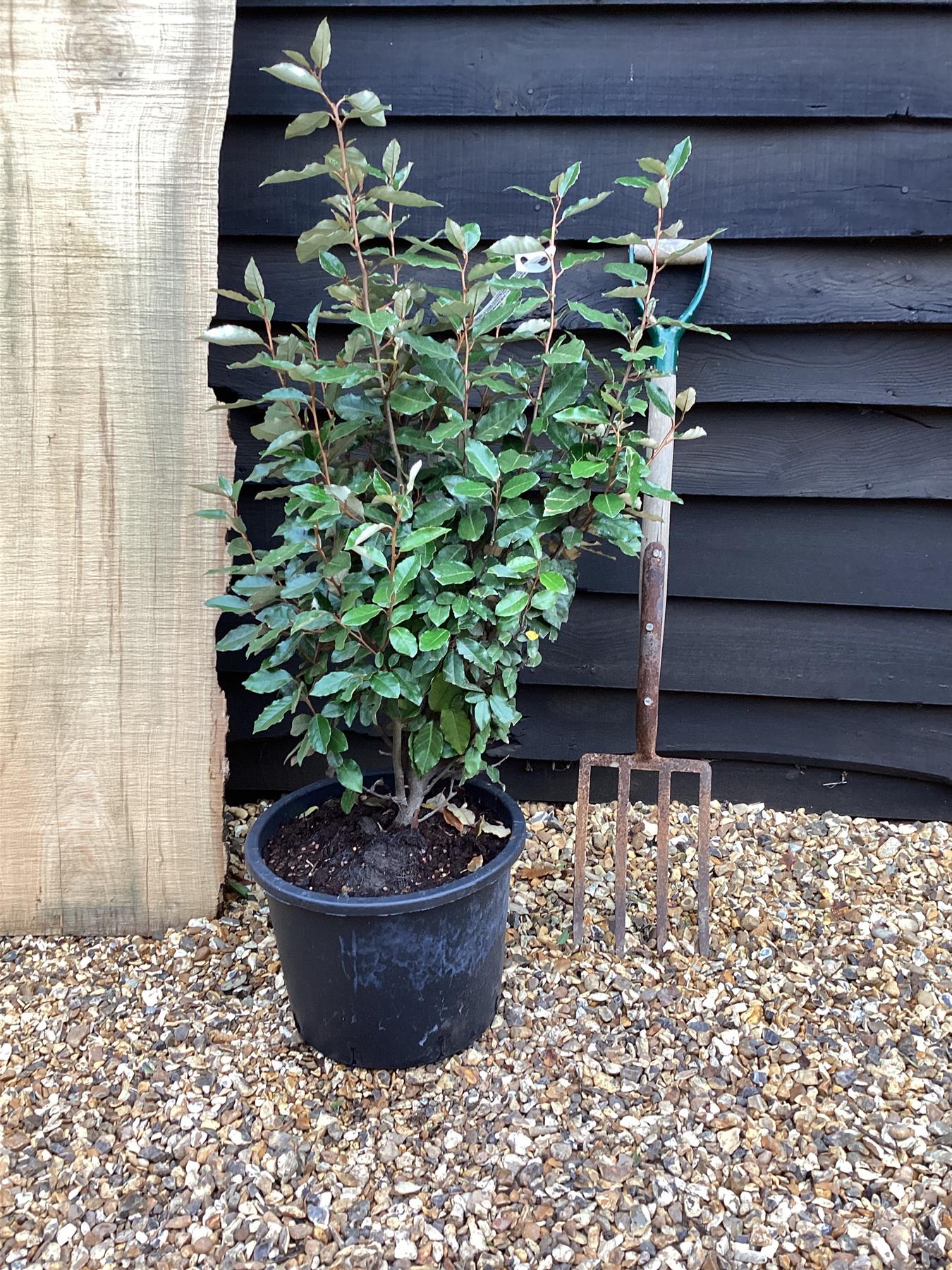 Elaeagnus ebbingei Compacta - 80-90cm - 20lt